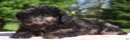 Toy Poodle dogs for sale: Bella Merle female puppy - Ad 11