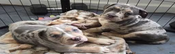 American Bully dogs for sale: Blue Tri Merle Female 1 - Ad 7