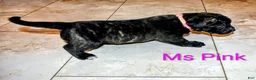 Presa Canario dogs for sale: Mr Neon  - Ad 42