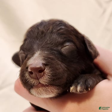 Mini Aussiedoodle dogs for sale: Pluto_Male Red Tuxedo - Ad 4