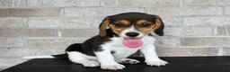 Beagle dogs for sale: Blossom  - Ad 6