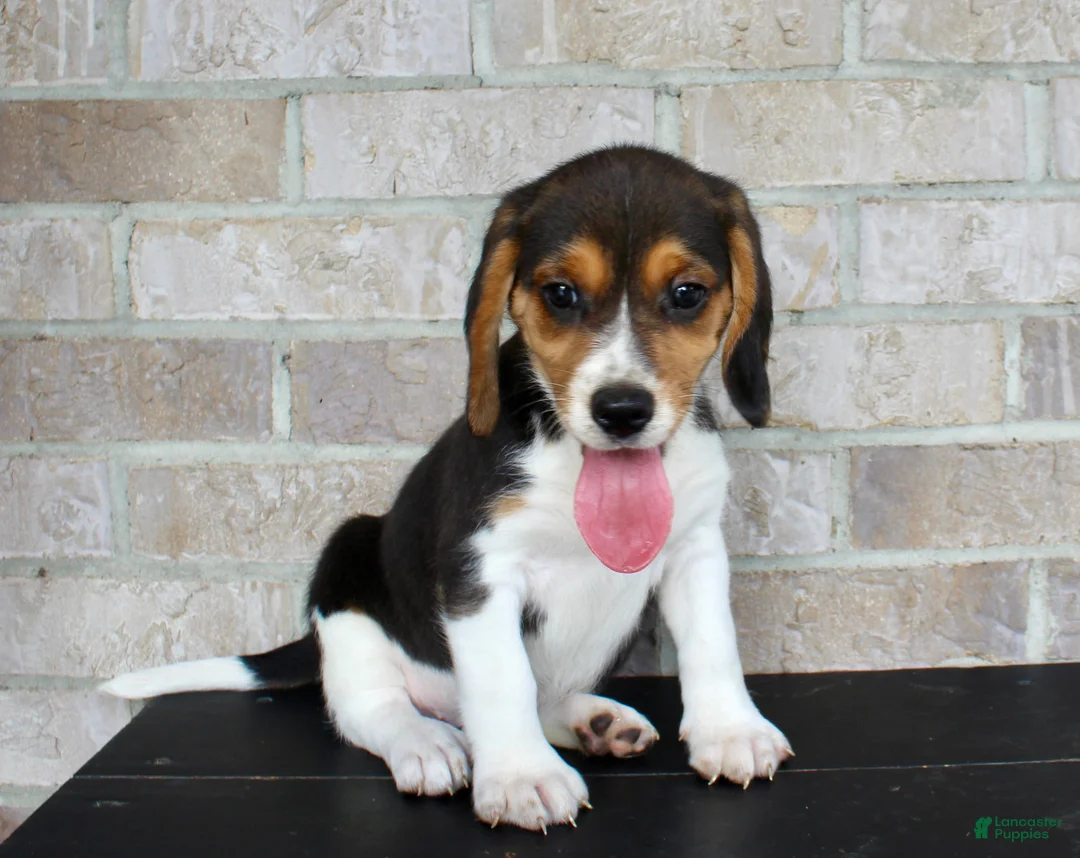 Beagle dogs for sale: Blossom  - Ad 6