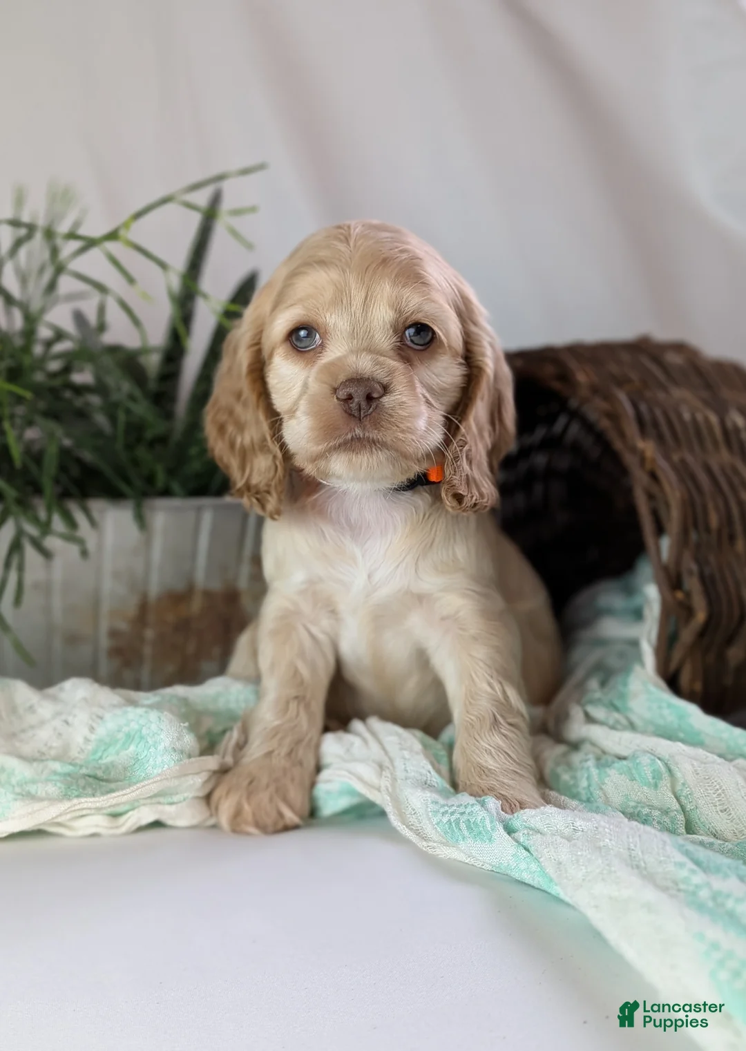 Cocker Spaniel dogs for sale: Zen - Ad 6