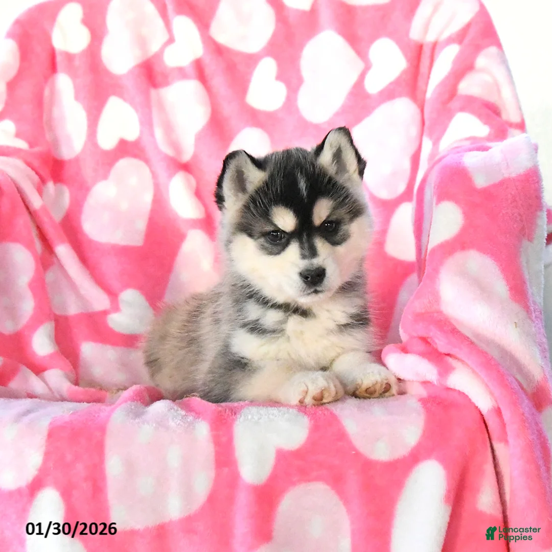 Pomsky dogs for sale: Pepper - Ad 2