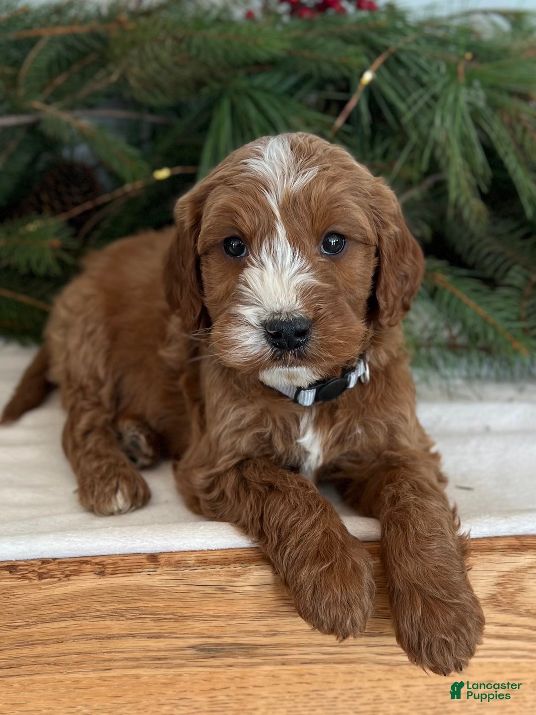 Irish Doodle dogs for sale: Asher - Ad 4