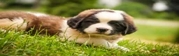 Saint Bernard dogs for sale: Willow - Ad 8