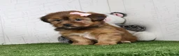 Shorkie dogs for sale: Kate - Ad 3
