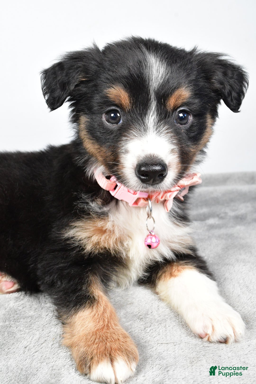 Miniature Australian Shepherd dogs for sale: Olympia - Ad 4