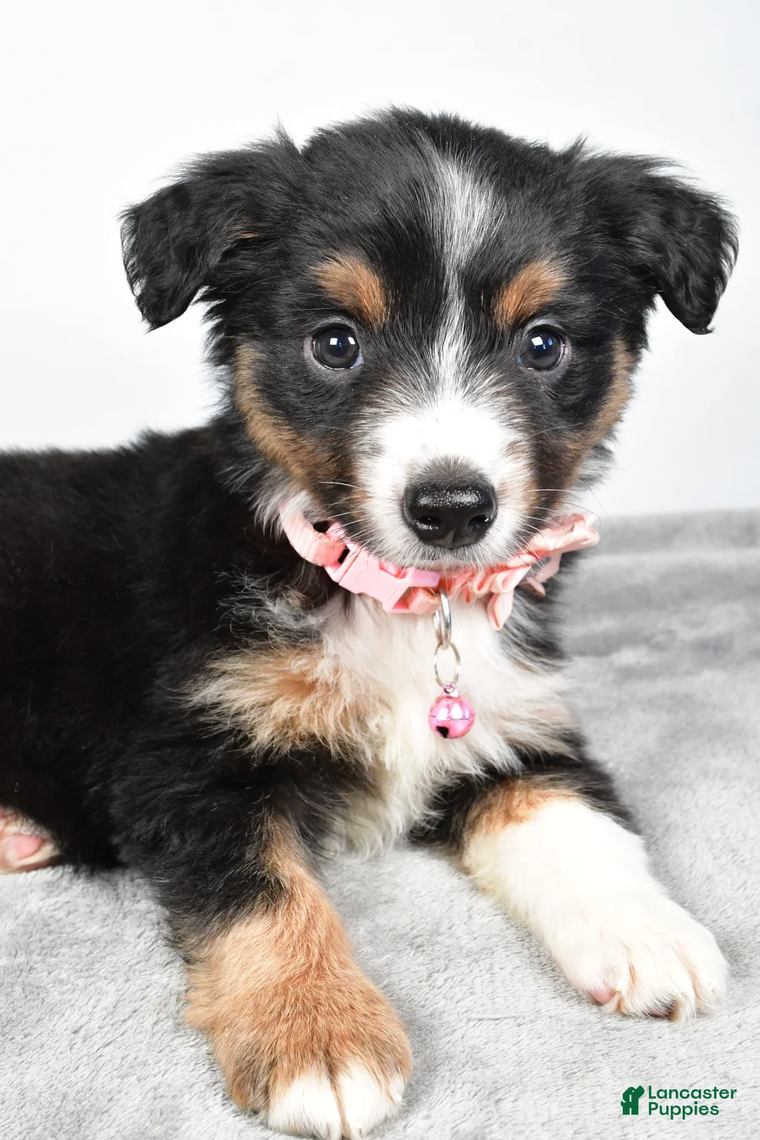 Miniature Australian Shepherd dogs for sale: Olympia - Ad 4