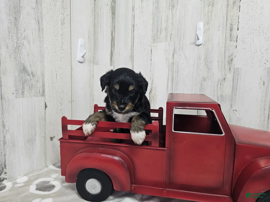 Mini Aussiedoodle dogs for sale: F1 Banana - Ad 1