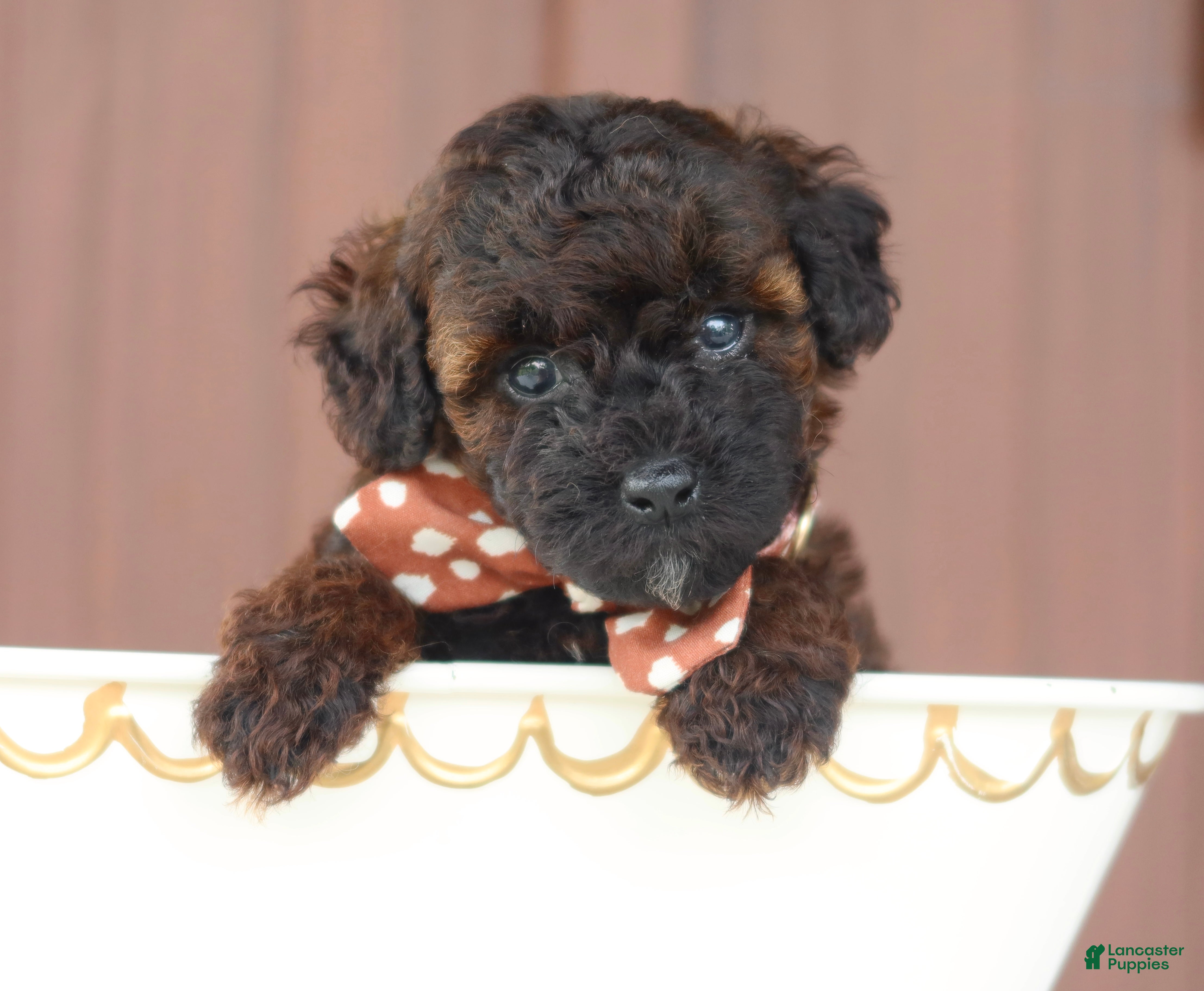 Toy Poodle dogs Ash - Ad 1