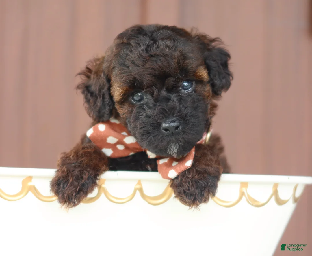 Toy Poodle dogs for sale: Ash - Ad 1