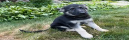 German Shepherd dogs for sale: Leo - Ad 2