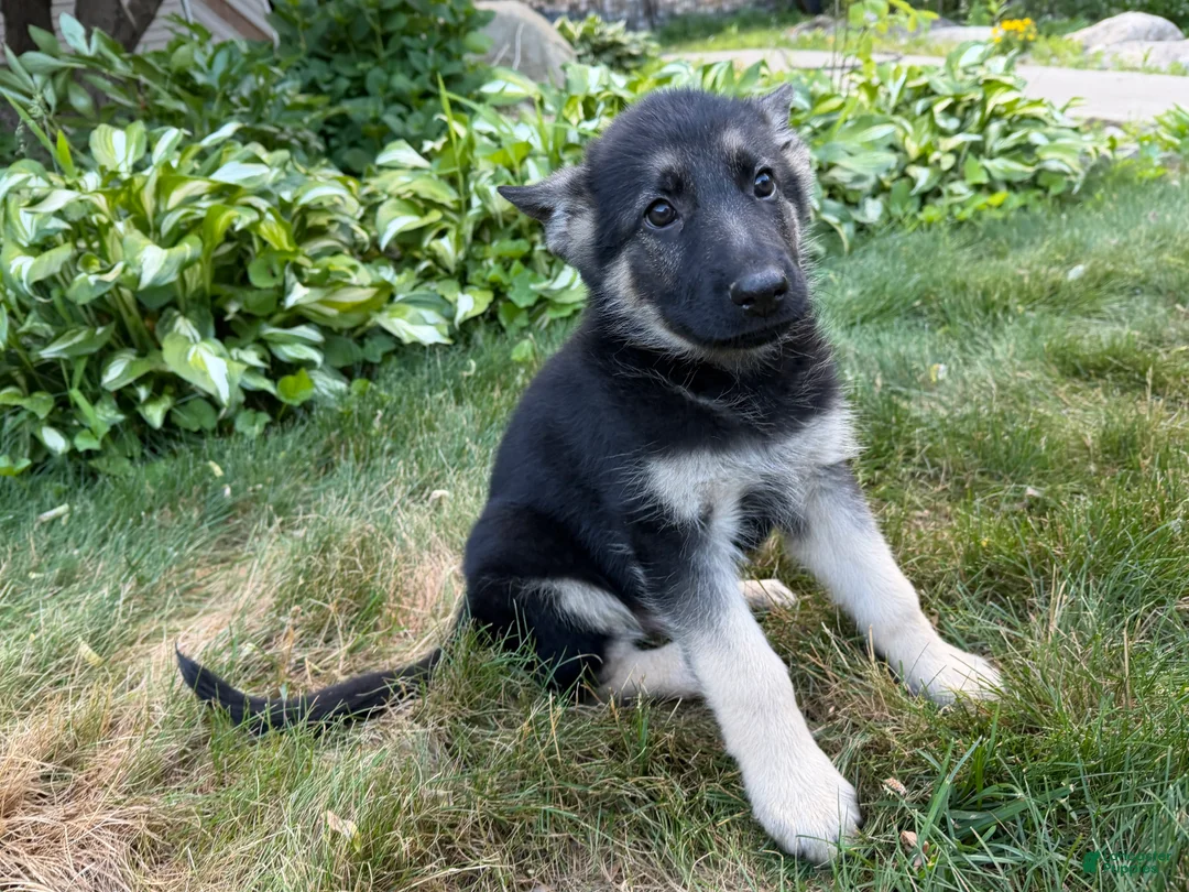 German Shepherd dogs for sale: Leo - Ad 2