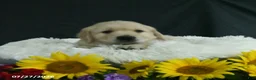 Golden Retriever dogs for sale: Benji - Ad 4