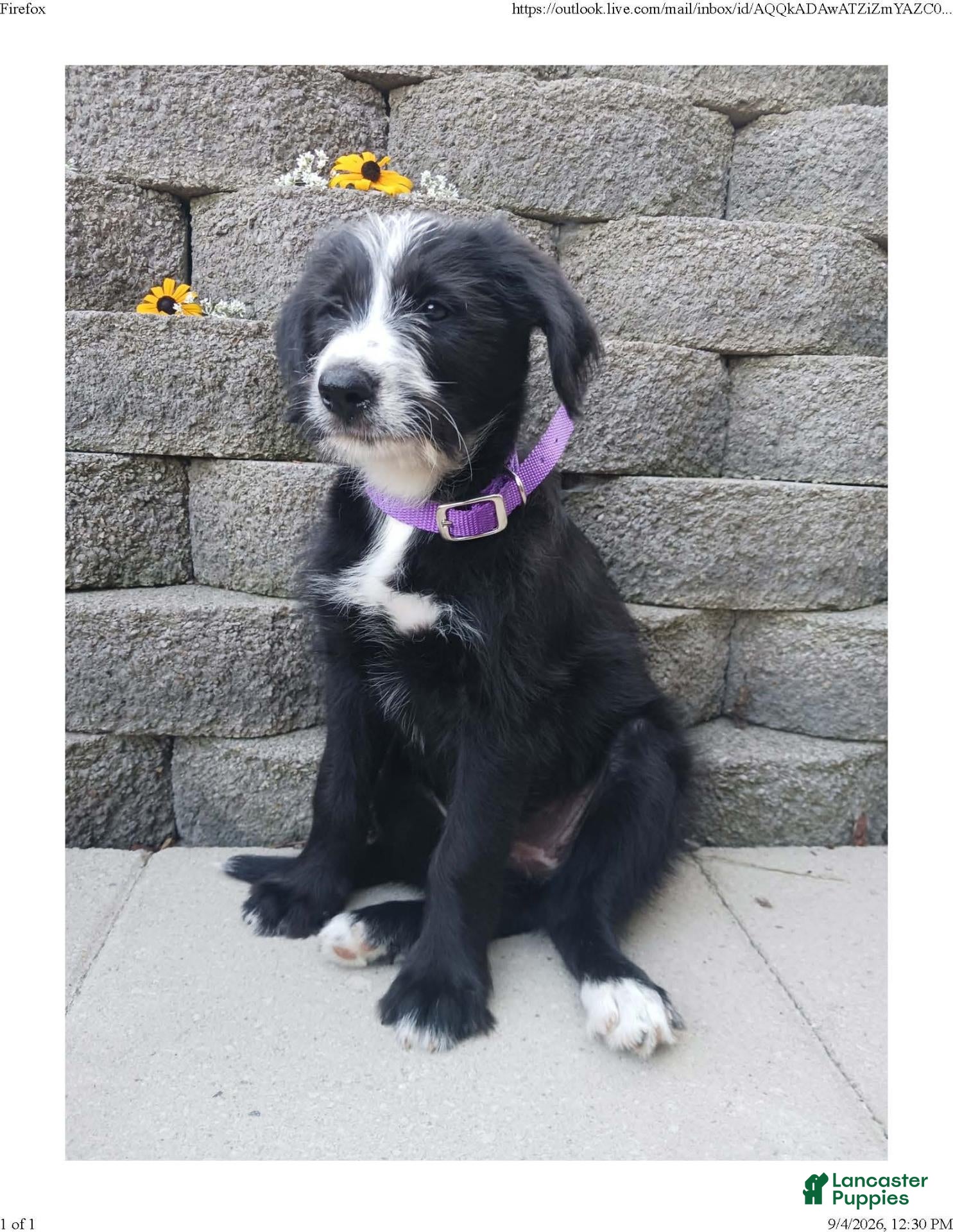 Mixed Breed dogs Mabel - Ad 1