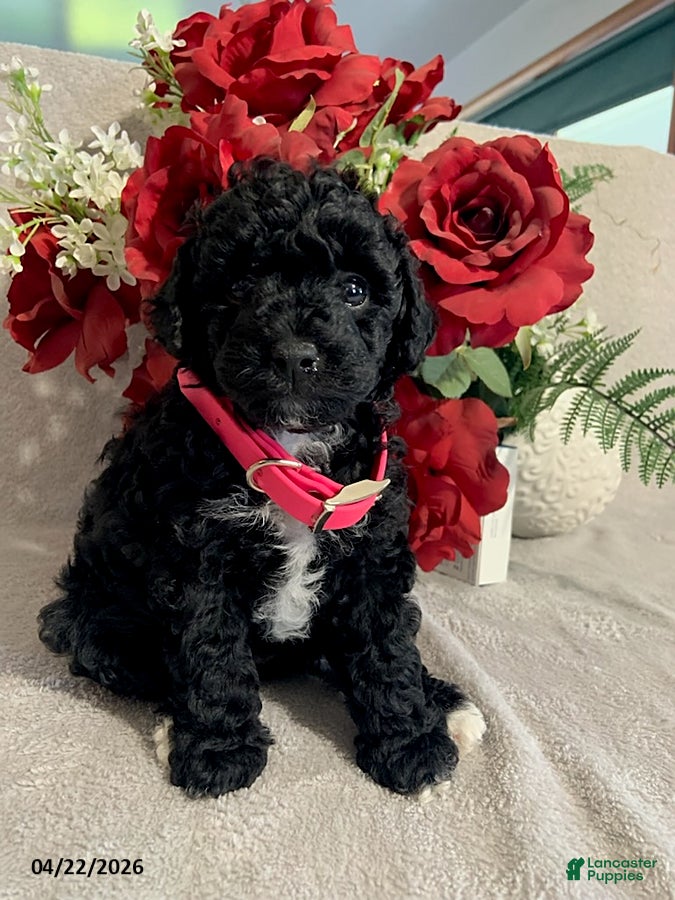 Toy Poodle dogs Amy - Ad 1