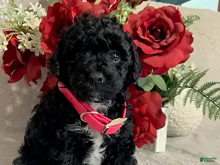 Toy Poodle dogs for sale: Amy - Ad 2
