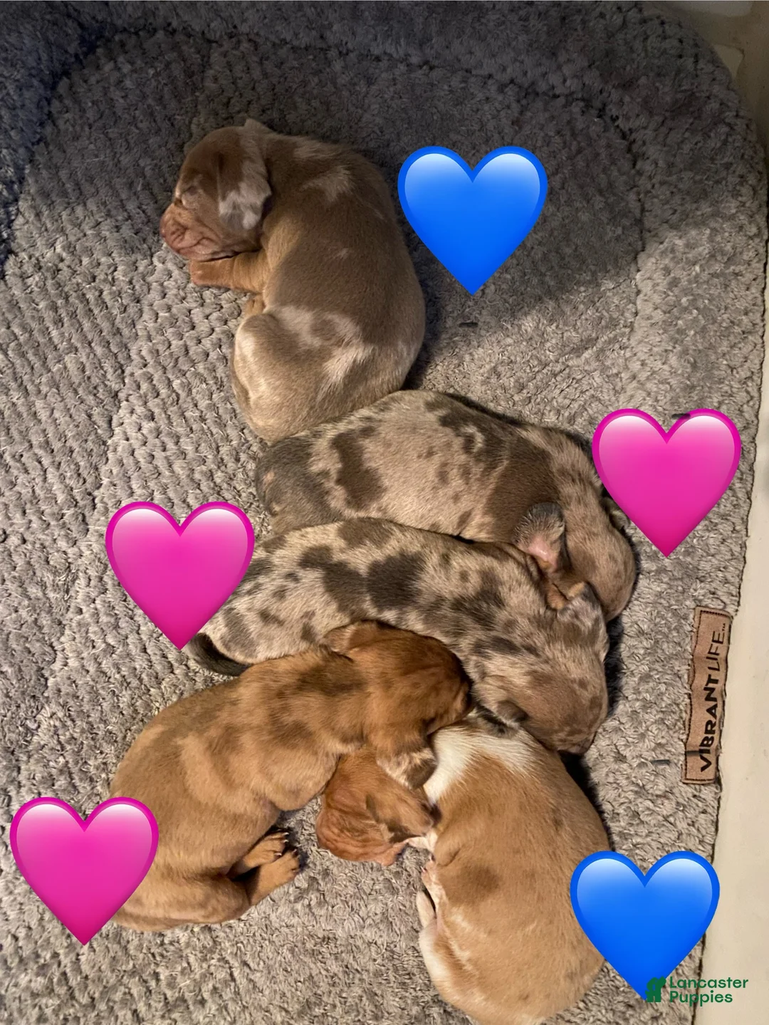 Miniature Dachshund dogs for sale: Reggie - Ad 2