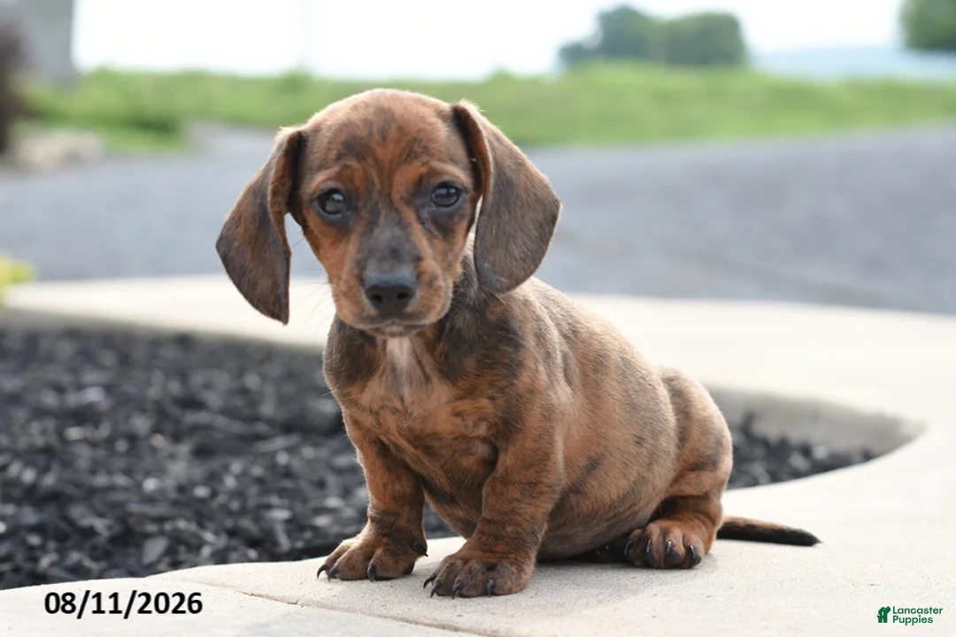 Miniature Dachshund dogs for sale: Yankee - Ad 2