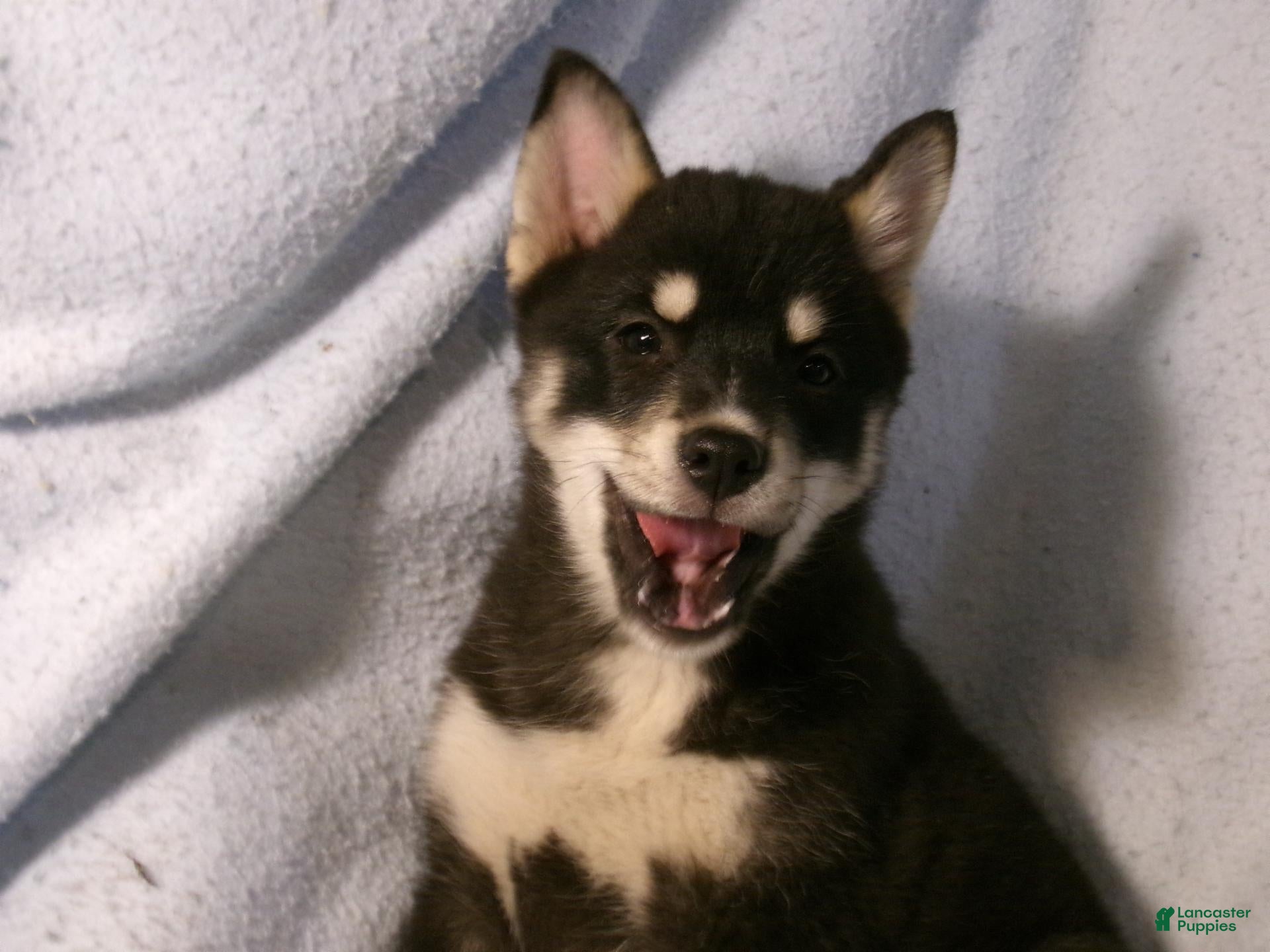Pomsky dogs for sale: Petunia - Ad 1