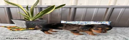 Miniature Dachshund dogs for sale: Misty - Ad 3