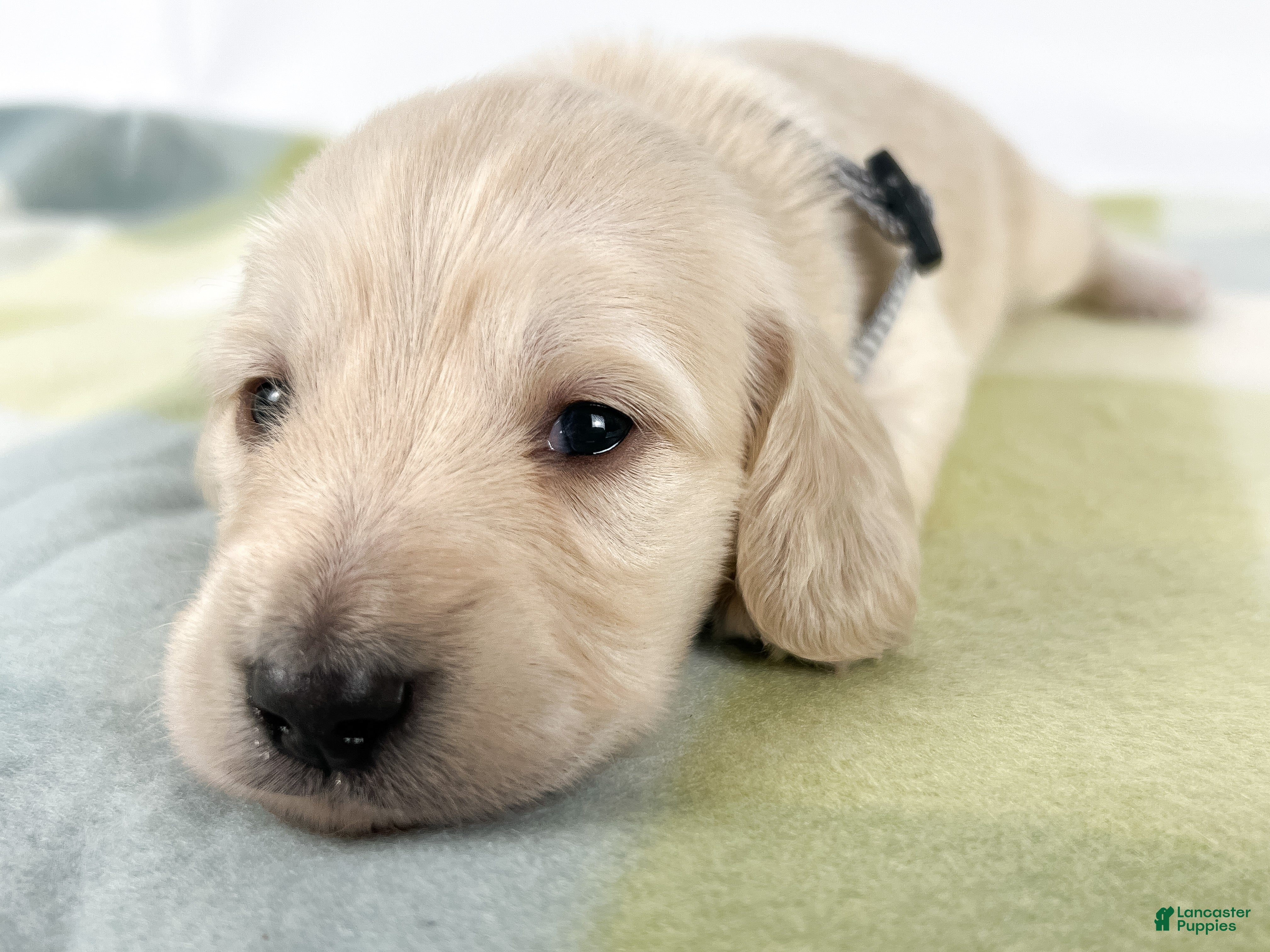 Miniature Dachshund dogs Parmesan - Ad 10