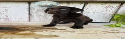 Labrador Retriever dogs for sale: Sara  - Ad 4