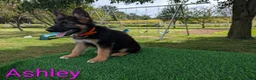 German Shepherd dogs for sale: Ashley - Ad 5