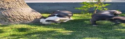 American Pit Bull Terrier dogs for sale: Luna - Ad 6