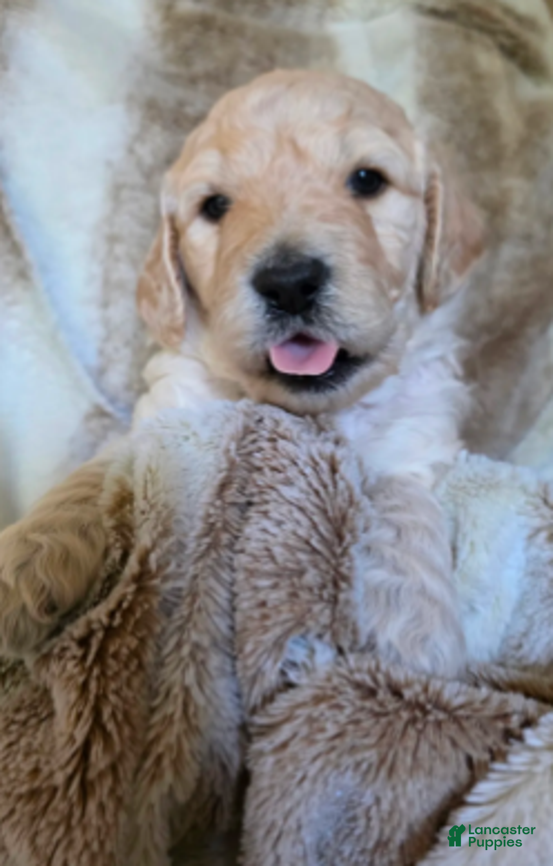 Goldendoodle dogs for sale: Honey - Ad 4