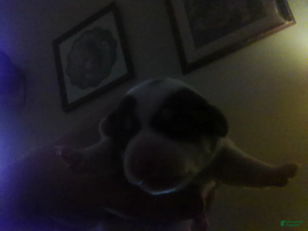 Chorkie dogs for sale: Chorkie 2 - Ad 2