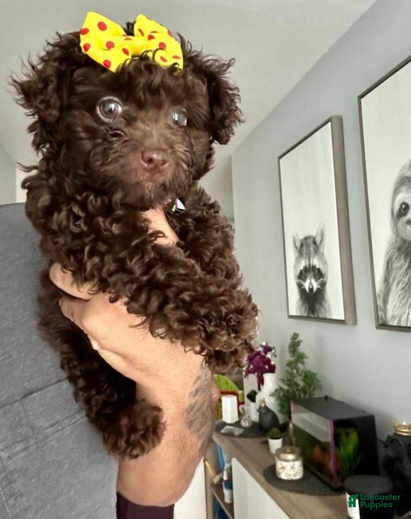 Maltipoo dogs Ginger  - Ad 1