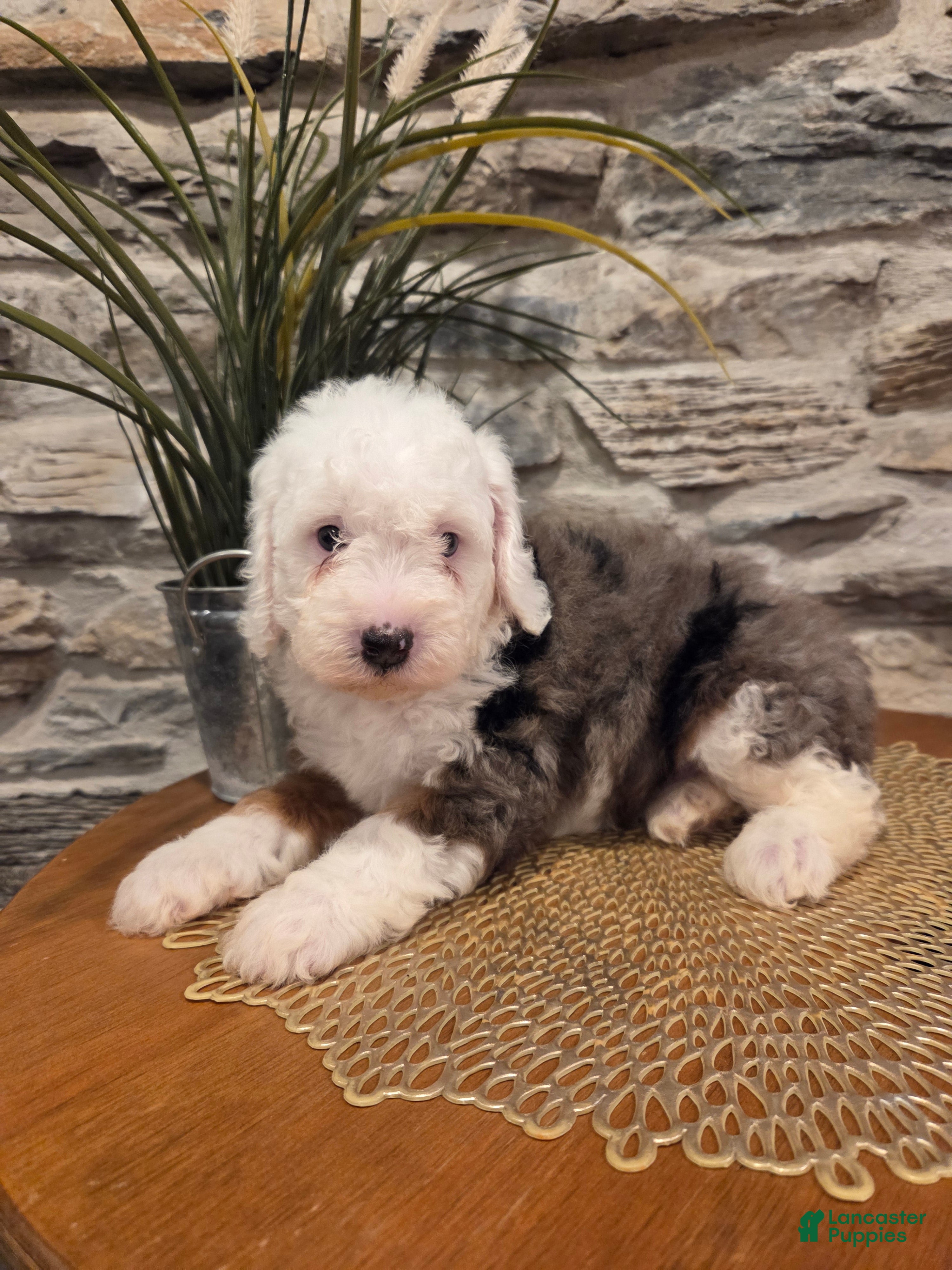 Mini Bernedoodle dogs ESME - FEMALE Mini Bernedoodle 4 - Ad 1