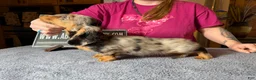 Miniature Dachshund dogs for sale: AKC Show Dapple- Russian - Ad 3