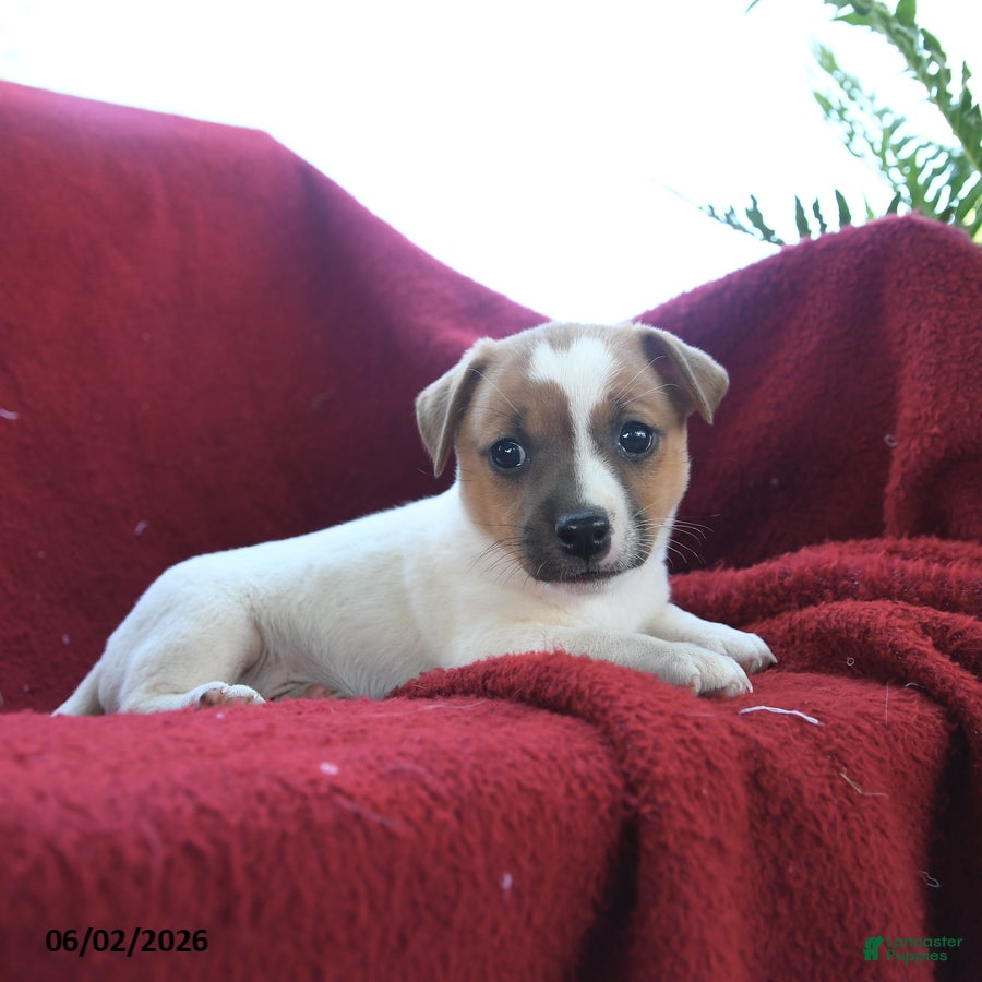 Jack Russell Terrier dogs for sale: Peanuts - Ad 3