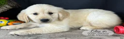Golden Retriever dogs for sale: Lilac - Ad 3