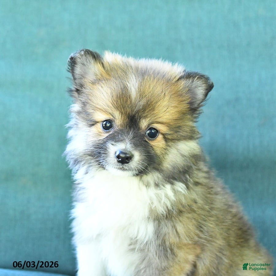 Pomeranian dogs for sale: Teddy - Ad 3