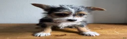 Chorkie dogs for sale: Sable  - Ad 7