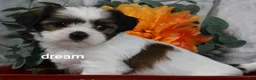 Mixed Breed dogs for sale: Gemma - Ad 9