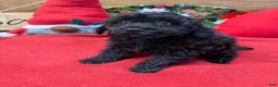 Toy Poodle dogs for sale: Inky - Ad 2