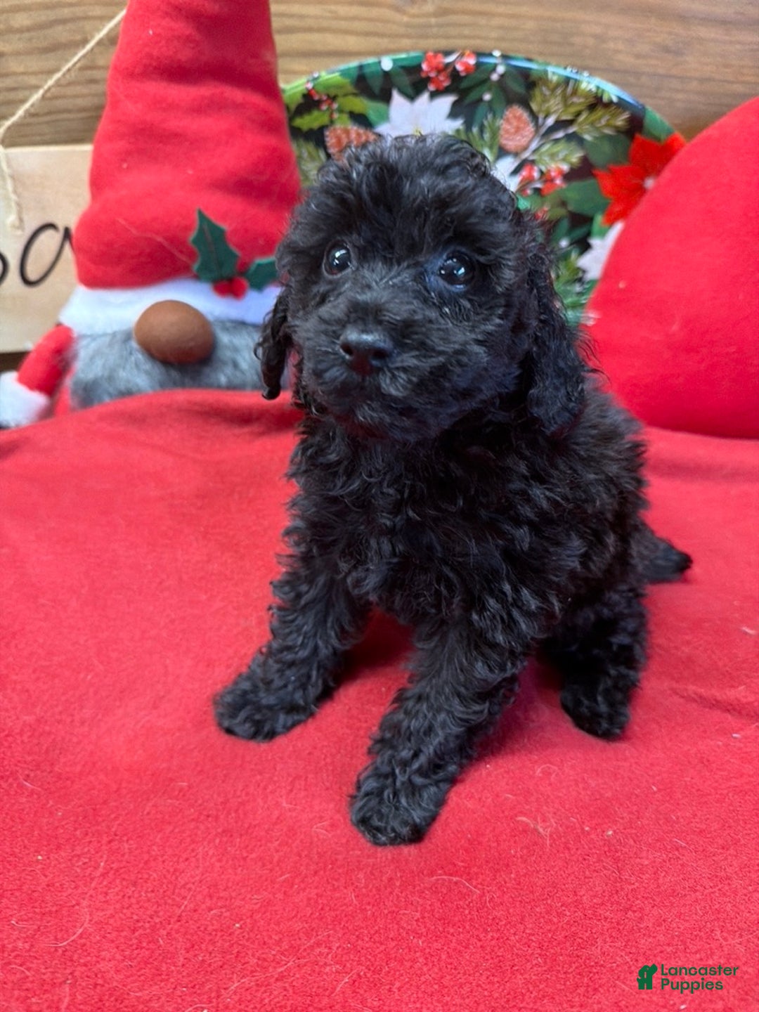 Toy Poodle dogs for sale: Inky - Ad 2