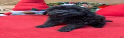 Toy Poodle dogs for sale: Inky - Ad 2