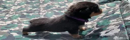 Rottweiler dogs for sale: Purple Female - Ad 2