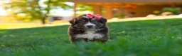 Miniature Australian Shepherd dogs for sale: Jinx - Ad 3