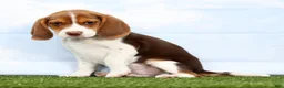 Beagle dogs for sale: Grady - Ad 4