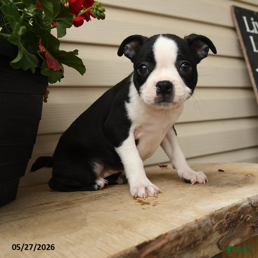 Boston Terrier dogs Dancer - Ad 2