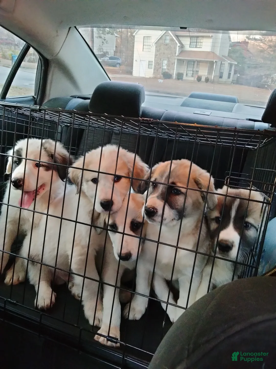 Mixed Breed dogs for sale: Great Pyrenees puppies  - Ad 12