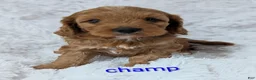Cavapoo dogs for sale: Champ  - Ad 1