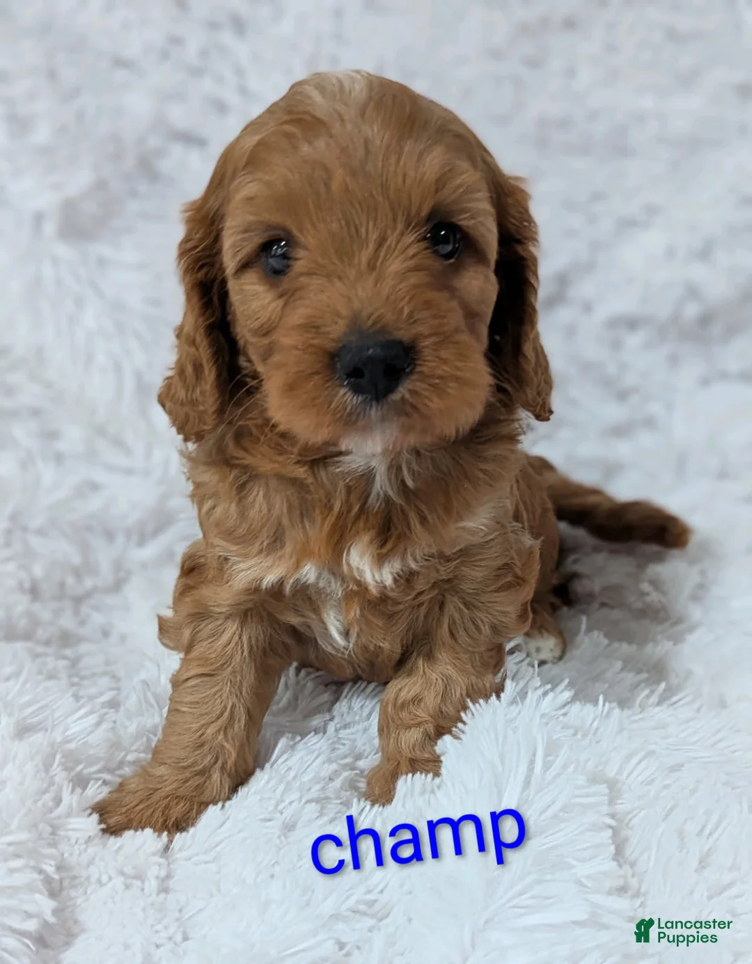 Cavapoo dogs for sale: Champ  - Ad 1